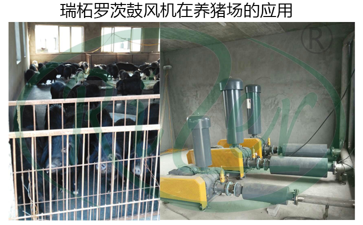 瑞柘羅茨鼓風機在養殖業的應用案例